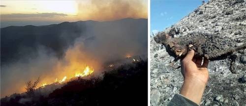 Recuperan control en incendio forestal en Villa de Guadalupe