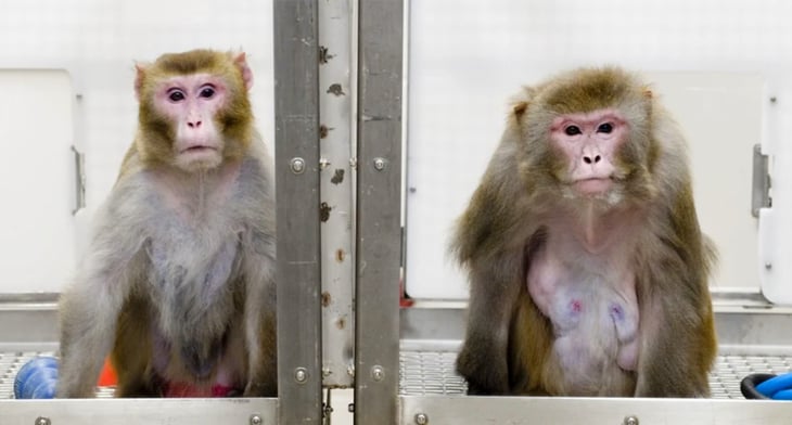 Escasez de monos para experimentación, un riesgo para vacunas contra el COVID-19