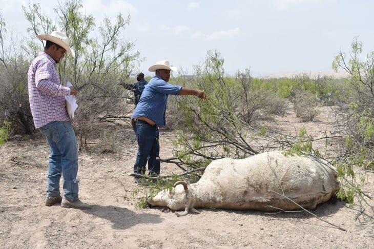 Mueren 12 vacas en Ejido Villa Frontera