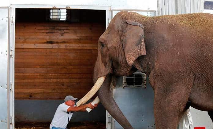 Activista que rescató a elefante se siente amenazado