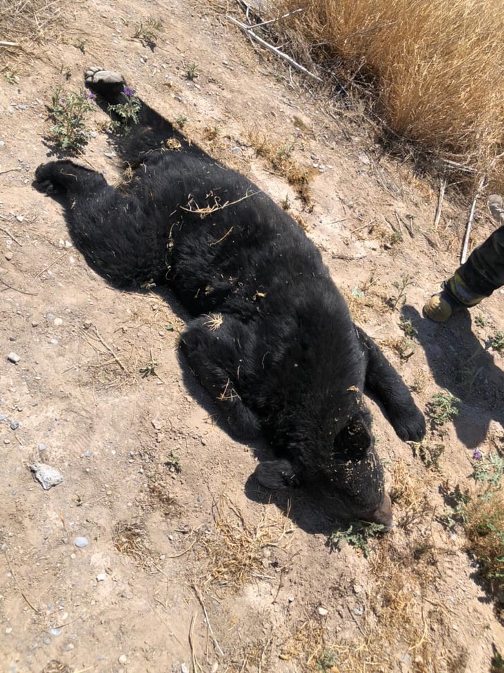 Matan a oso a balazos en Coahuila 