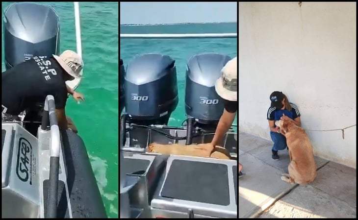 Rescatan a perrita que fue arrastrada por la corriente en Yucatán