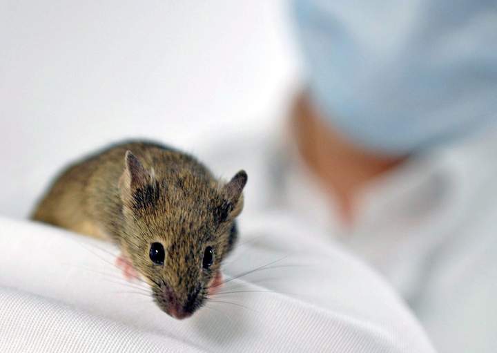 Estudio en ratones demuestra que proteína protege de diabetes e hígado graso