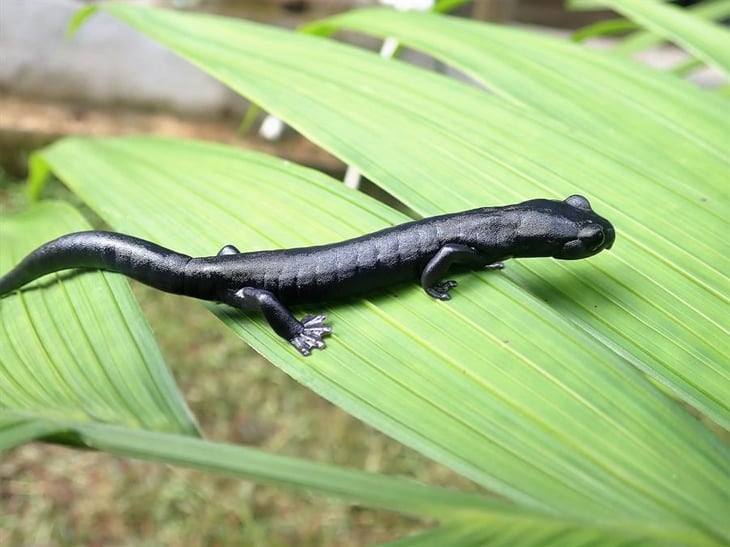 Estudiantes de biología de Guatemala descubren nueva especie de salamandra