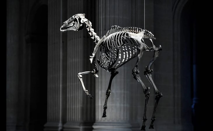 Gran polémica por el equeleto de un caballo sobre la tumba de Napoleón