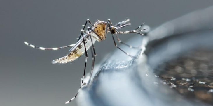 Aparece transmisor del dengue por la humedad