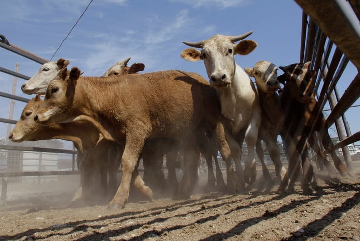 Sequía y robo de ganado le pegan ‘duro’ a los productores de Frontera