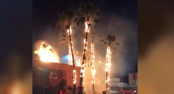 Se incendian varias palmeras de la Universidad de Sonora