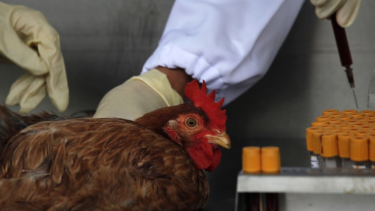 Detecta China el primer caso mundial de gripe aviar H10N3 en humanos