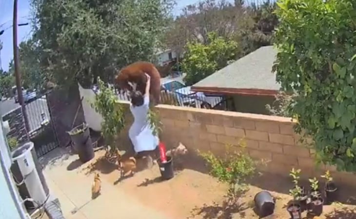 Una joven se enfrenta a oso para defender a sus perros en California