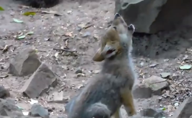 Captan en video aullidos de cachorro de lobo nacido en zoológico