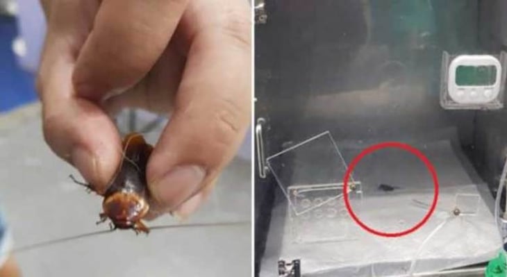 ¡Para no creer! Hombre preocupado lleva a una cucaracha herida al veterinario 