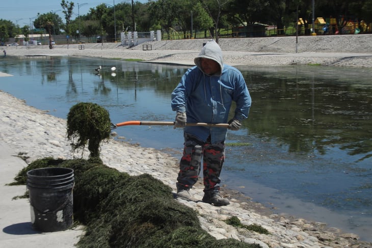 Retiran 1.5 toneladas de alga en el río Monclova