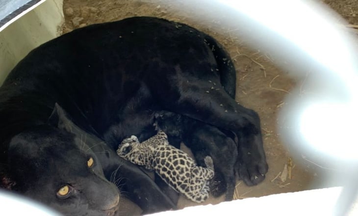 Nacen dos cachorros de jaguar en el Parque Tangamanga I