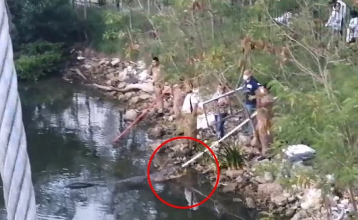 Cocodrilo mata a mujer que lavaba ropa a la orilla de un canal en Tamaulipas