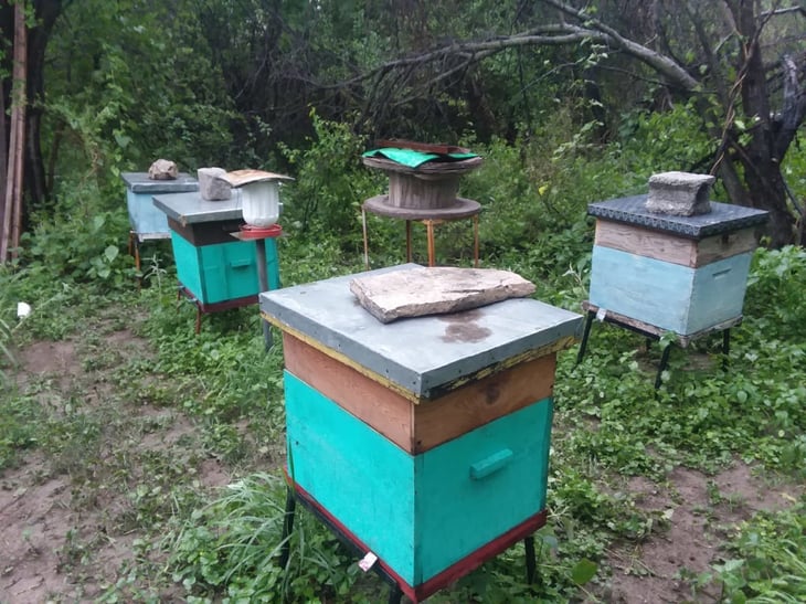 Encajona Protección Civil de Castaños enjambres de abejas mieleras