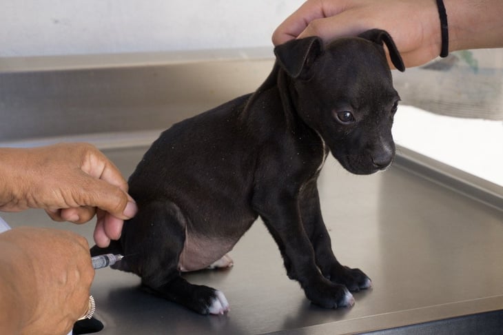 Vacunarán a 4 mil mascotas en San Buenaventura