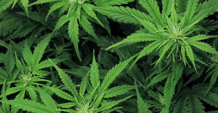 Analizan en SCJN uso lúdico de la marihuana