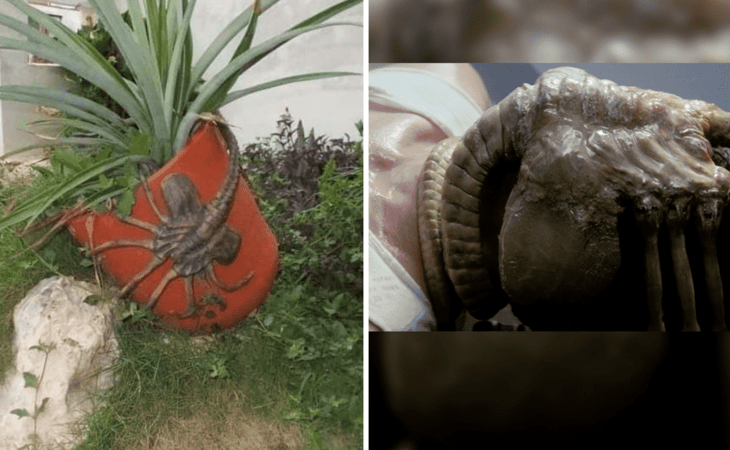 Revelan el verdadero origen el 'aguijón pica jopo', el aterrador insecto que se creía extinto