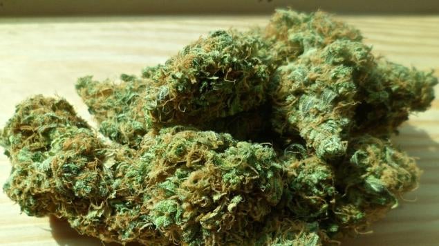 AMLO respetará fallo de SCJN sobre marihuana