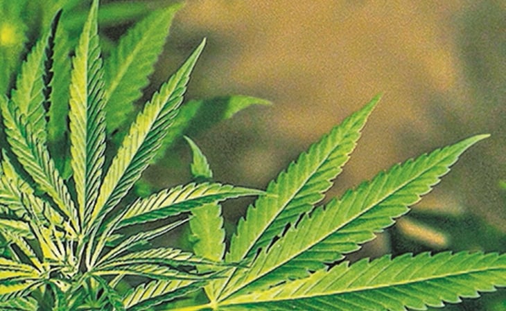 Inai: Usos de la marihuana deberán hacerse públicos