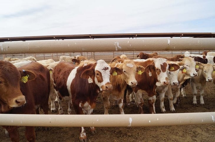 La pandemia y la sequía pegan a los ganaderos de Coahuila