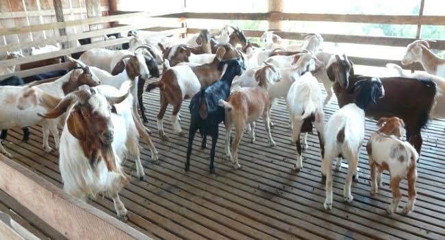 Multa hasta 100 salarios mínimos por criar animales en la ciudad de Frontera 