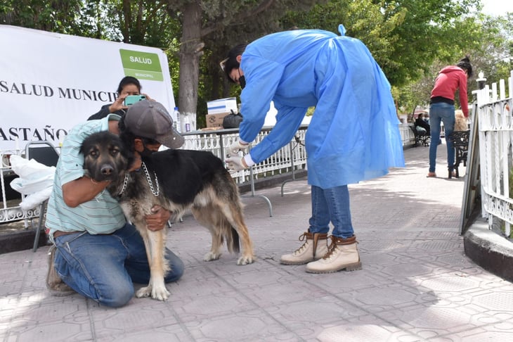 En las calles de Castaños viven 500 perros