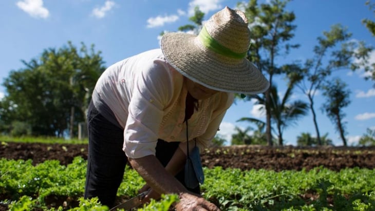 Heineken de México busca emprendedores en tema de agricultura sustentable