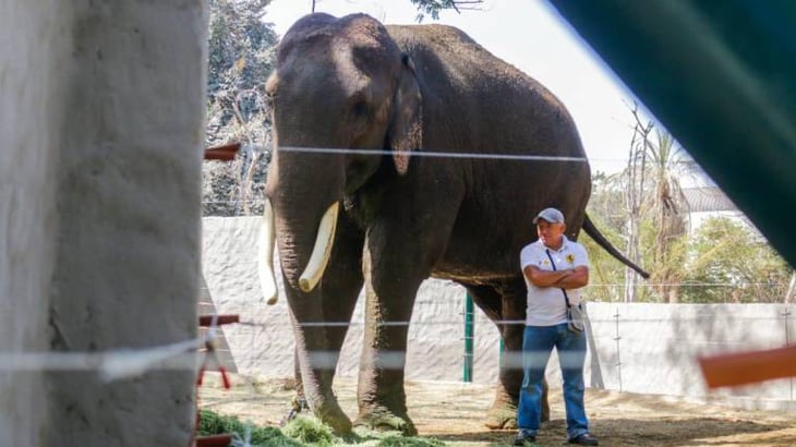 El elefante rescatado Big Boy ya duerme en su nuevo hogar en Culiacán