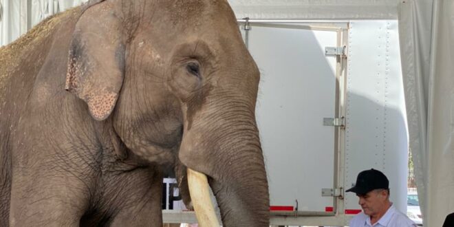 Elefante 'Big boy' inaugura el santuario de animales de Culiacán