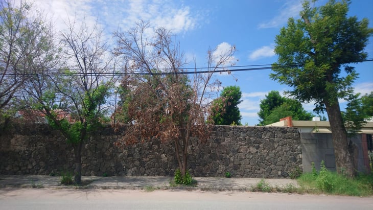 Los bomberos derriban 50  árboles secos en Monclova