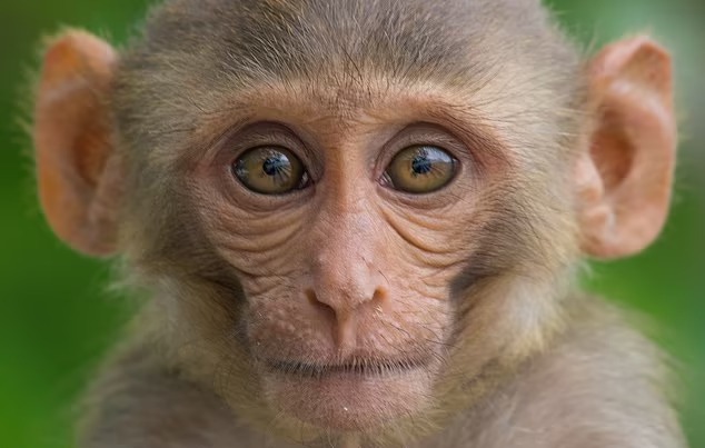 Se revela la primera imagen 3D de alta resolución del mundo de un cerebro de un mono