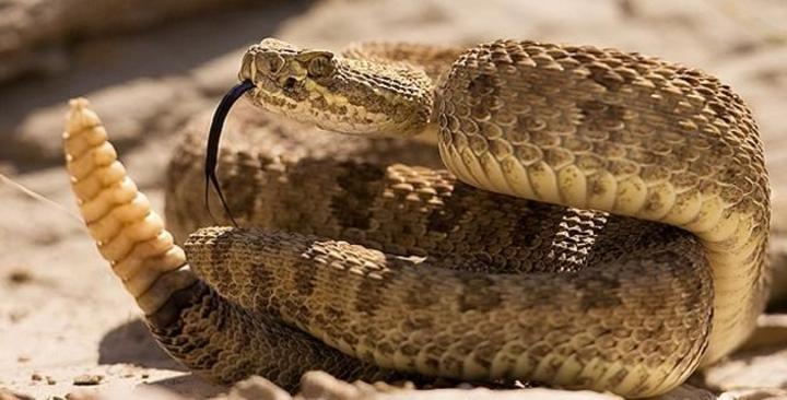 Estas son las serpientes que hay en Monclova y qué debes hacer si te muerden