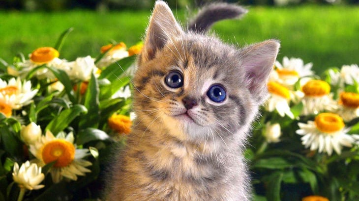 Día Internacional del gato, ¿por qué se celebra este 8 de agosto?