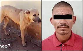 Hiere de muerte a perro y es detenido