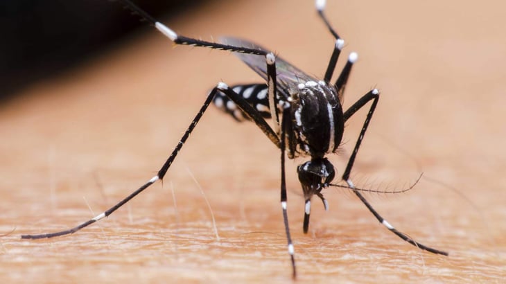 5 remedios para aliviar las molestas de las picaduras de mosquito