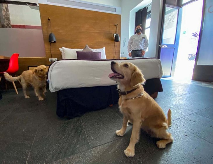 Ganan terreno los hoteles pet friendly en Querétaro