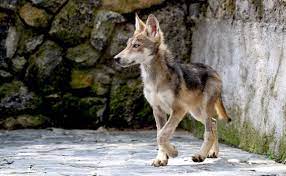 Nacen cachorros de lobo gris en el Edomex