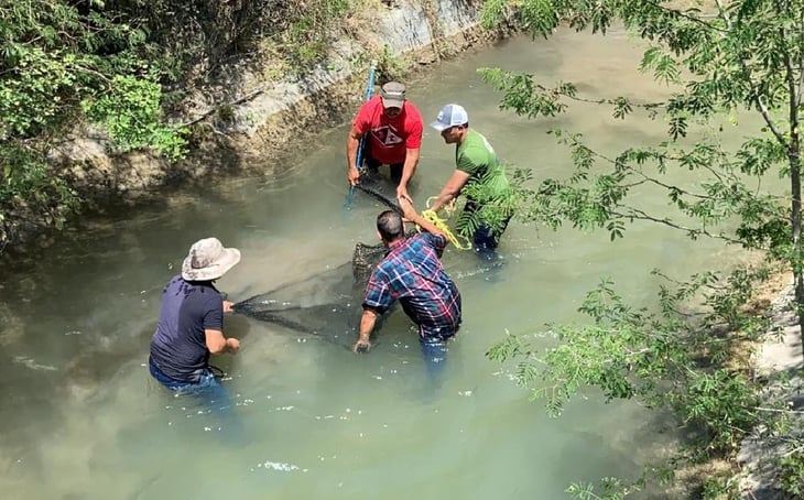 Autoridades capturan a cocodrilo en Montemorelos 