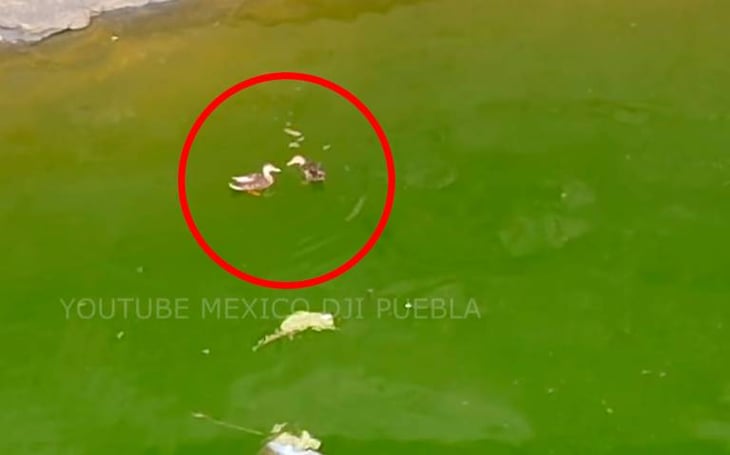 Socavón de Puebla revive: captan a un par de patos nadando en su interior