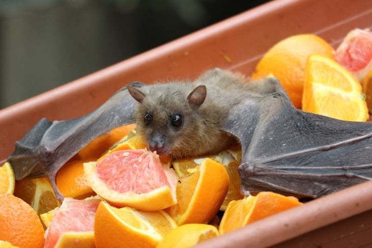'Los murciélagos son inocentes, el COVID-19 no circula en ninguna población de esta especie’: Rafael Ojeda Flores