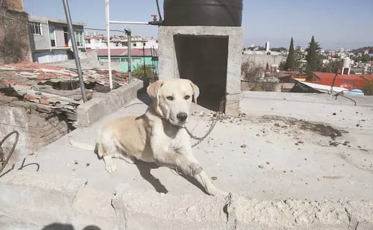 Vinculan a proceso a hombres que mataron a perro en Ciudad Valles