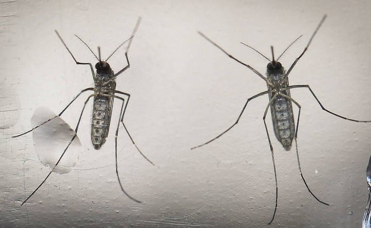 Analizan modificar genética de mosquitos para controlar enfermedades