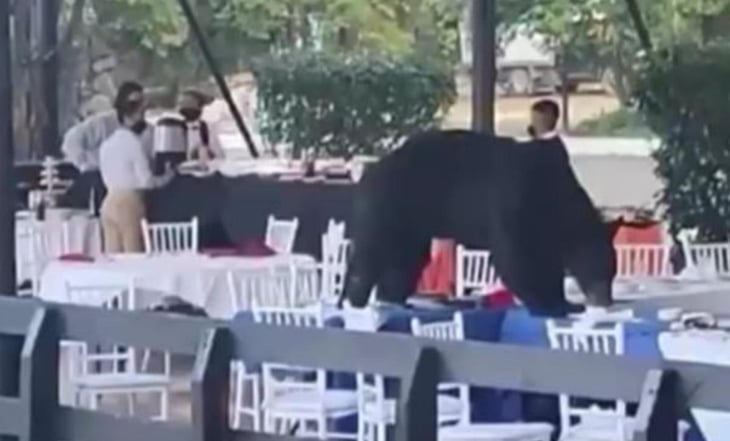VIDEO: Enorme oso se cuela a banquete y se come hasta los frijoles en San Pedro Garza García, Nuevo León