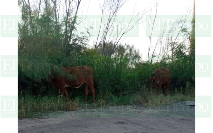 Vecinos del sector sur de Monclova reportan vacas en la calle