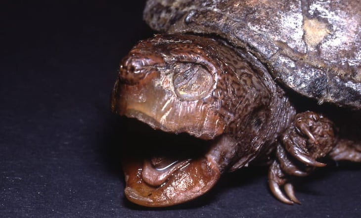 Conoce a la tortuga 100% lagunera que se extinguió por falta de agua