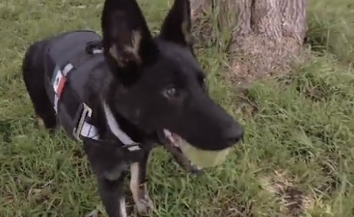Guardia Nacional presenta nueva integrante de la compañía canina