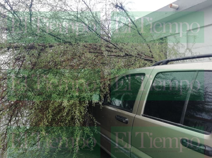 Lluvia sorprende a Monclova; Bomberos atienden reportes de árboles caídos