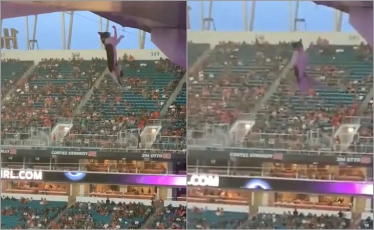 VIDEO VIRAL: Aficionados salvan a un gatito tras caer del primer piso del Hard Rock Stadium en Estados Unidos
